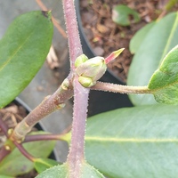 Rhododendron qiaojiaense